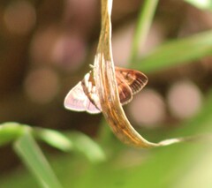Pyrausta californicalis