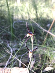 Lyperanthus suaveolens