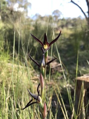 Lyperanthus suaveolens