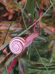 Caucasotachea vindobonensis