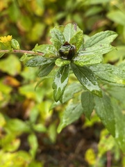 Procecidochares atra