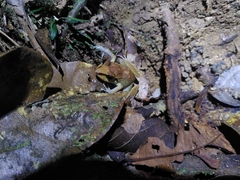 Pristimantis zeuctotylus