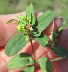 Euphorbia nutans