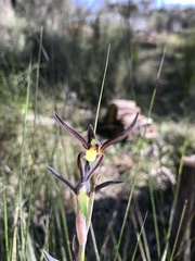 Lyperanthus suaveolens