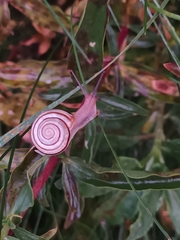 Caucasotachea vindobonensis