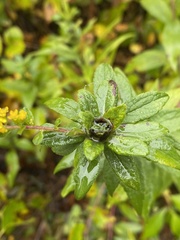 Procecidochares atra