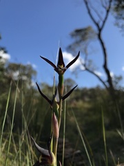 Lyperanthus suaveolens