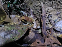 Pristimantis zeuctotylus