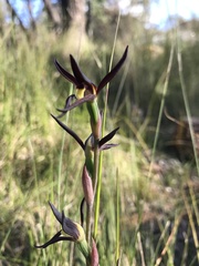 Lyperanthus suaveolens