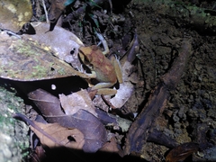 Pristimantis zeuctotylus