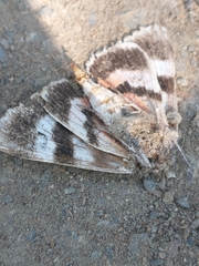 Catocala semirelicta