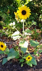 Helianthus debilis