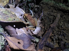 Pristimantis zeuctotylus