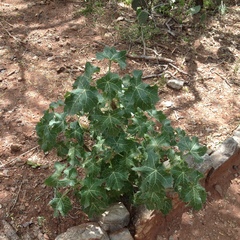 Cnidoscolus rostratus