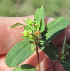 Euphorbia nutans