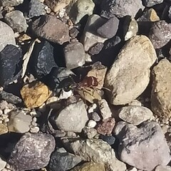 Pogonomyrmex bicolor