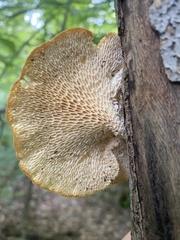 Neofavolus americanus