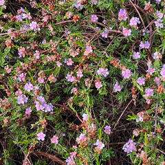 Thryptomene stenophylla