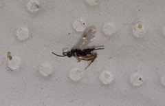 Microgastrinae