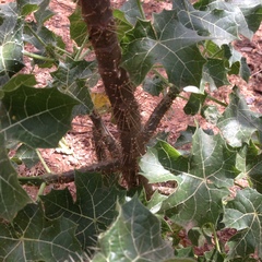 Cnidoscolus rostratus