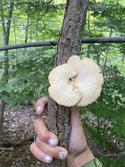 Neofavolus americanus