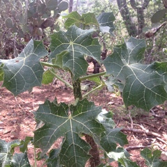 Cnidoscolus rostratus