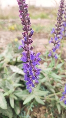 Salvia nemorosa
