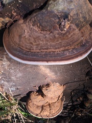 Ganoderma australe