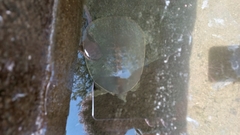 Apalone spinifera emoryi