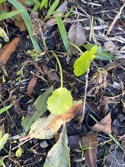 Hydrocotyle verticillata