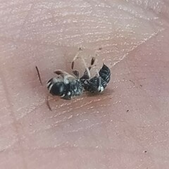 Clitemnestra bipunctata