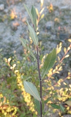 Salix salviifolia