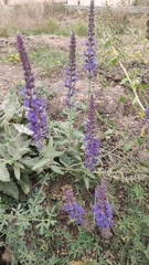 Salvia nemorosa