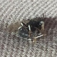 Clitemnestra bipunctata