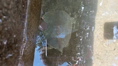 Apalone spinifera emoryi