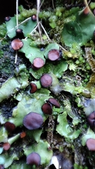Peltigera venosa