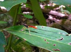 Dolichomitus irritator