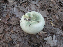 Russula virescens