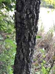Celtis tenuifolia