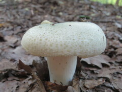 Russula virescens