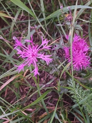 Centaurea jacea