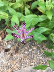 Tricyrtis