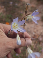 Moraea deserticola