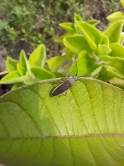 Catorhintha selector