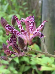 Tricyrtis