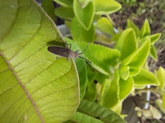 Catorhintha selector