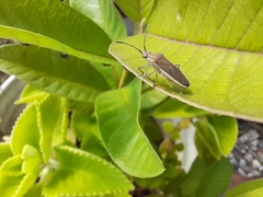 Catorhintha selector