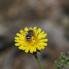 Anthophora urbana