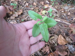 Stachys floridana