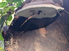 Ganoderma australe